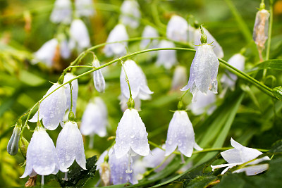 蓝铃花