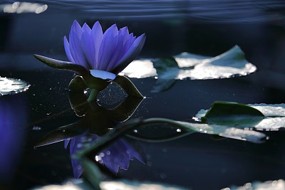 花序