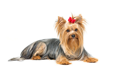 约克郡犬