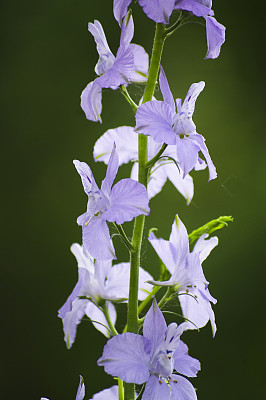蓝铃花