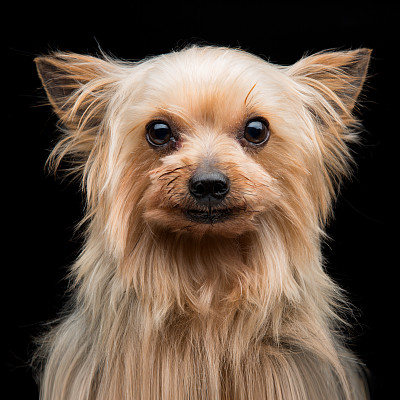 约克郡犬