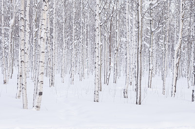 大风雪