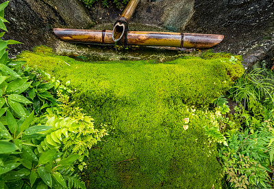苔藓