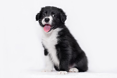 纯种犬