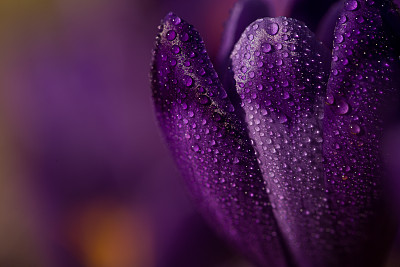 番红花属