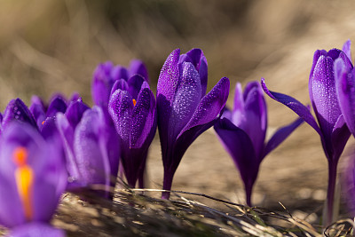 番红花属