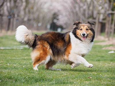 牧羊犬