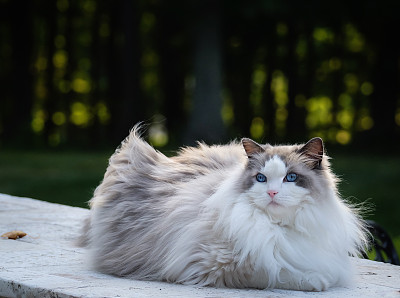 长毛猫