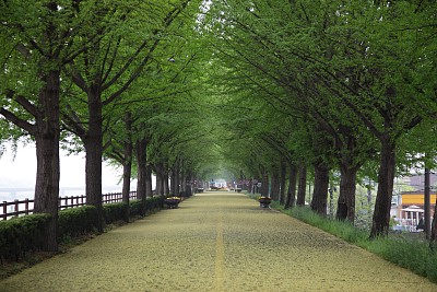 林荫路