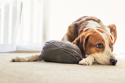 纯种犬