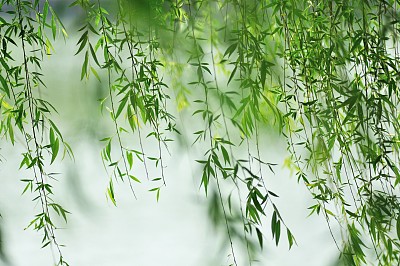 枝