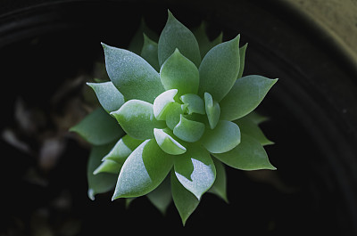 肉质植物