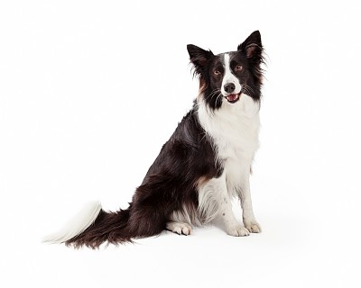 牧羊犬