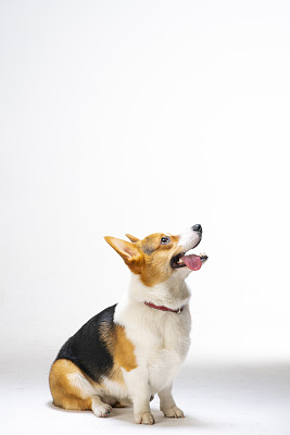 威尔士柯基犬