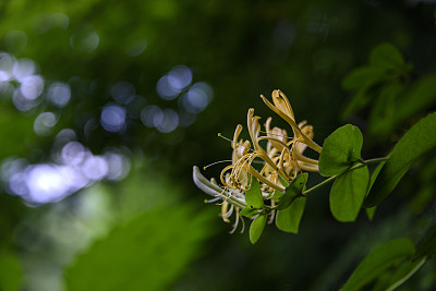 箭木