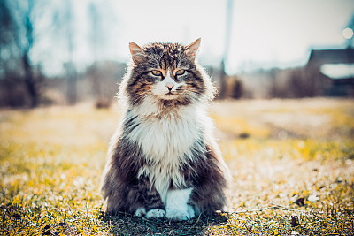 长毛猫