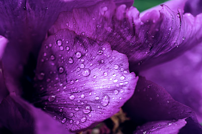 花簇