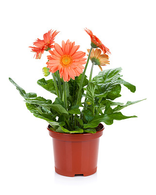 花簇