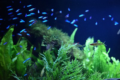 鱼缸