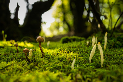 苔藓