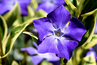 长春花属
