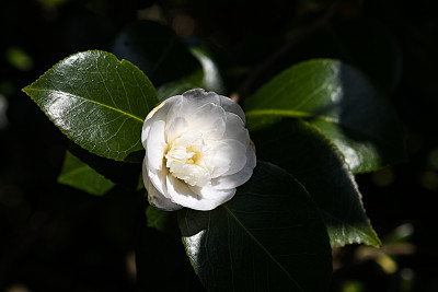 茶花