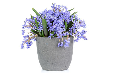 蓝铃花