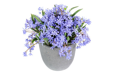 蓝铃花