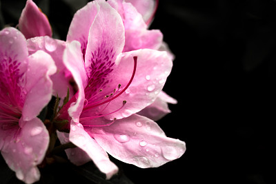 杜鹃花属