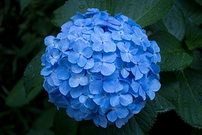八仙花属