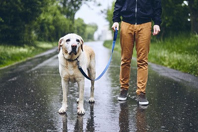 雨