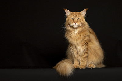 缅因库恩猫