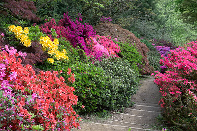 杜鹃花属