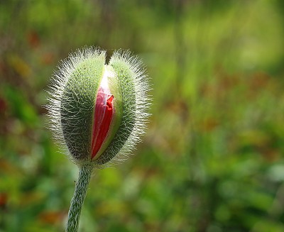 花蕾