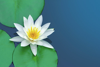 莲花