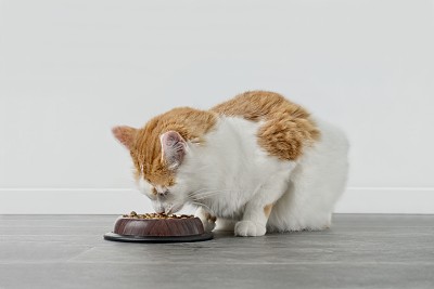 猫食
