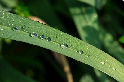 露水