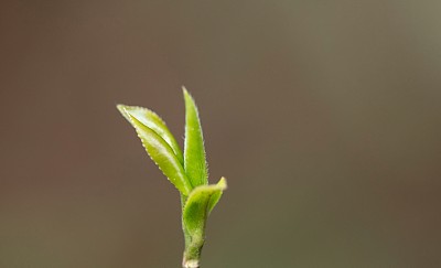 花蕾