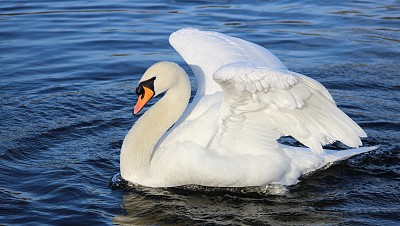 疣鼻天鹅