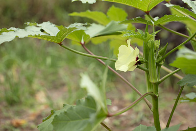 花蕾