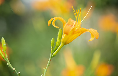 花蕾