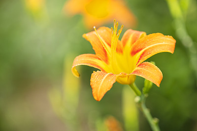 花蕾