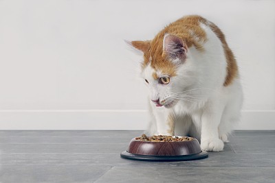 猫食
