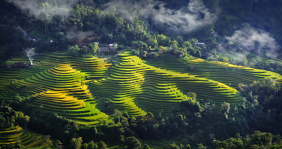 种植园