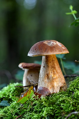 牛肝菌