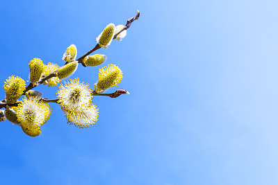 头