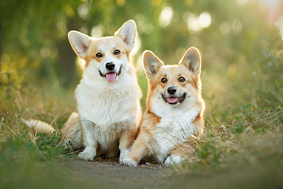 威尔士柯基犬