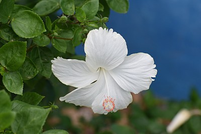 清新