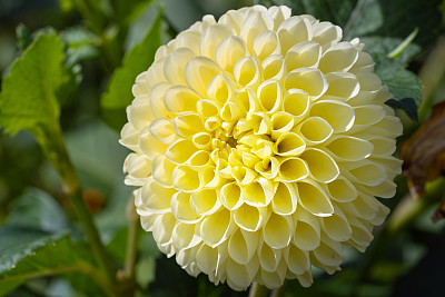大丽花属