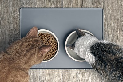 猫食